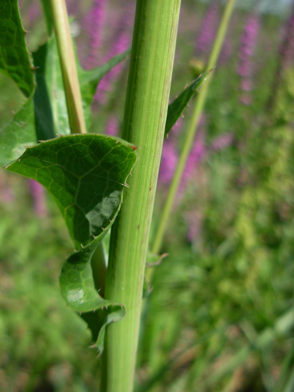 Sonchus arvensis L. subsp. arvensis / Grespino dei campi